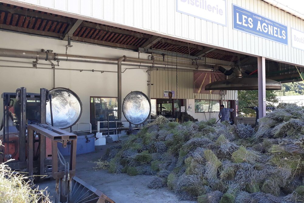 The distillery at Les Agnels, the copper stills at work beside the cut lavender brought in from the fields